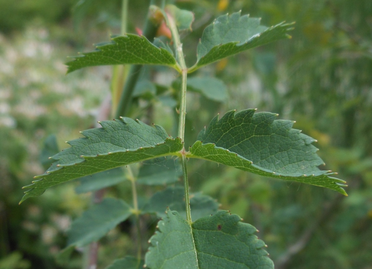 Rosa andegavensis / Rosa andegavense